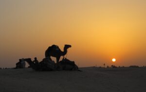 Cammelli in siluppo al tramonto nel deserto tunisino, con il sole che scende all'orizzonte e un cielo arancione.