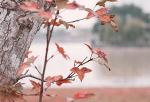 Gros plan d'une branche d'arbre avec des feuilles rouges en automne en Tunisie. L'écorce du tronc est mise en valeur et il y a un arrière-plan flou avec un lac.