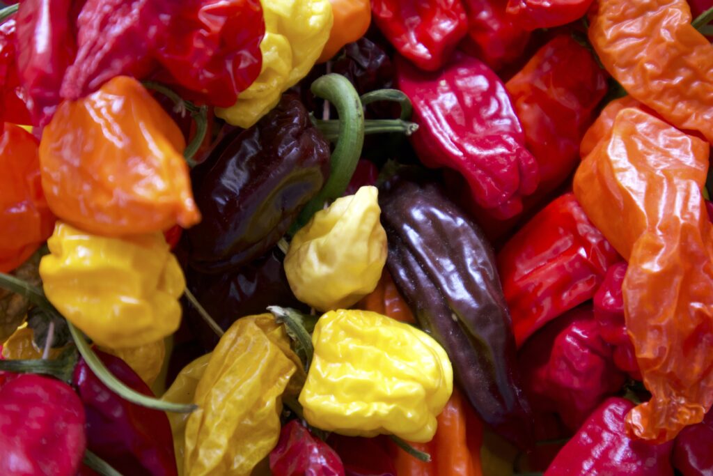 Peperoni e pomodori grigliati per la mechouia tunisina